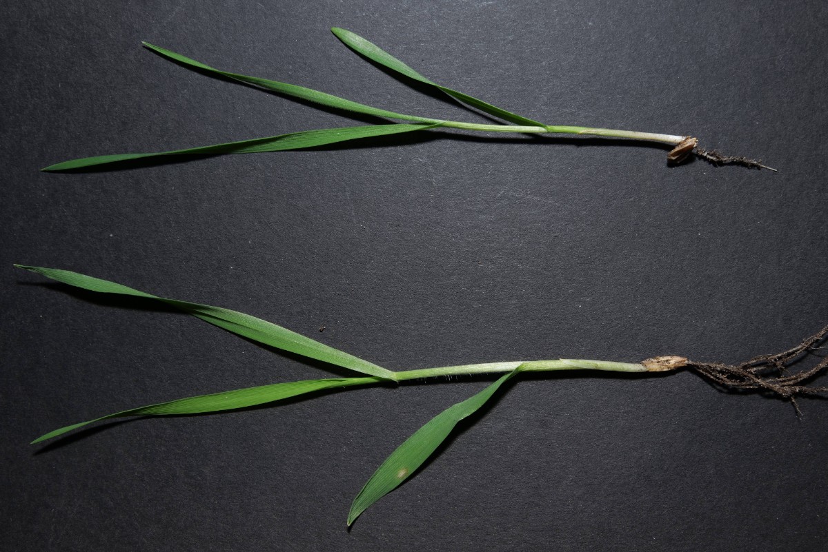 Vogelfutter-Sämlinge 20250321b.jpg