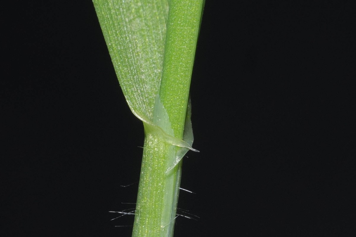 Vogelfutter-Sämling Ligula 20250321.jpg