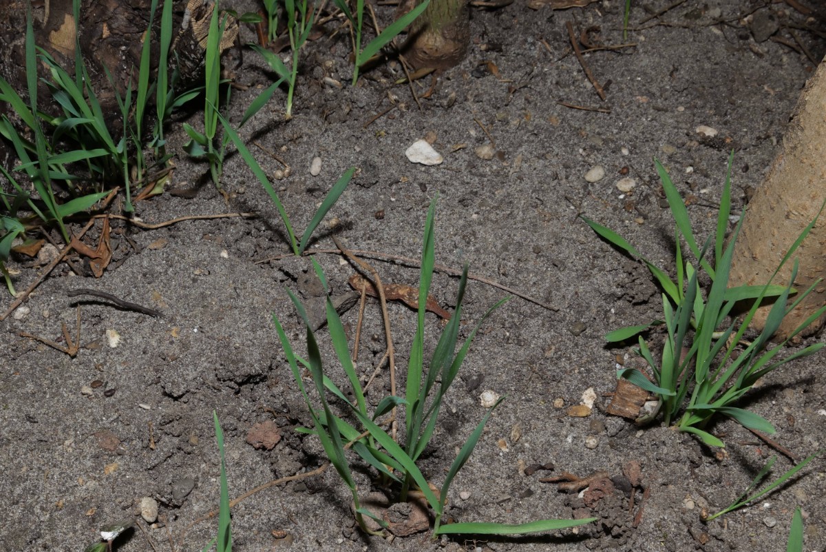 Vogelfutter-Sämlinge 20250321.jpg