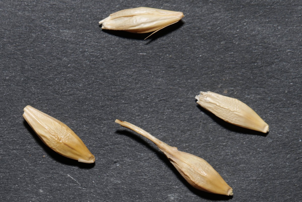 Vogelfutter-Samen 20250325.jpg