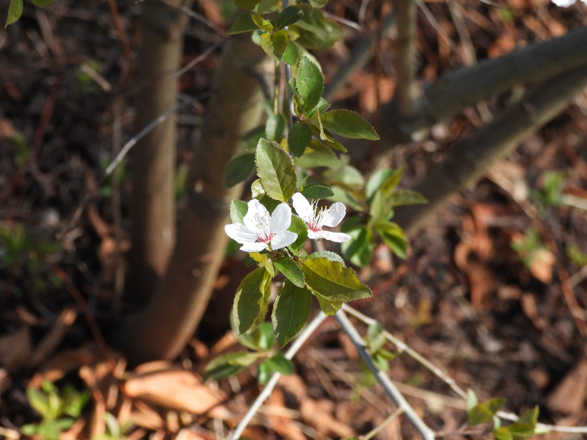 DSCN7705.JPG