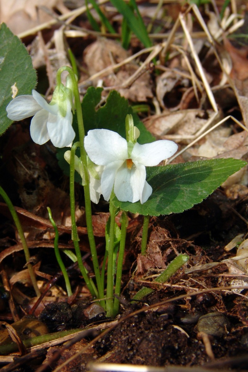 Viola alba ssp alba yy AuAmRhein Oberwald G14.1..jpg