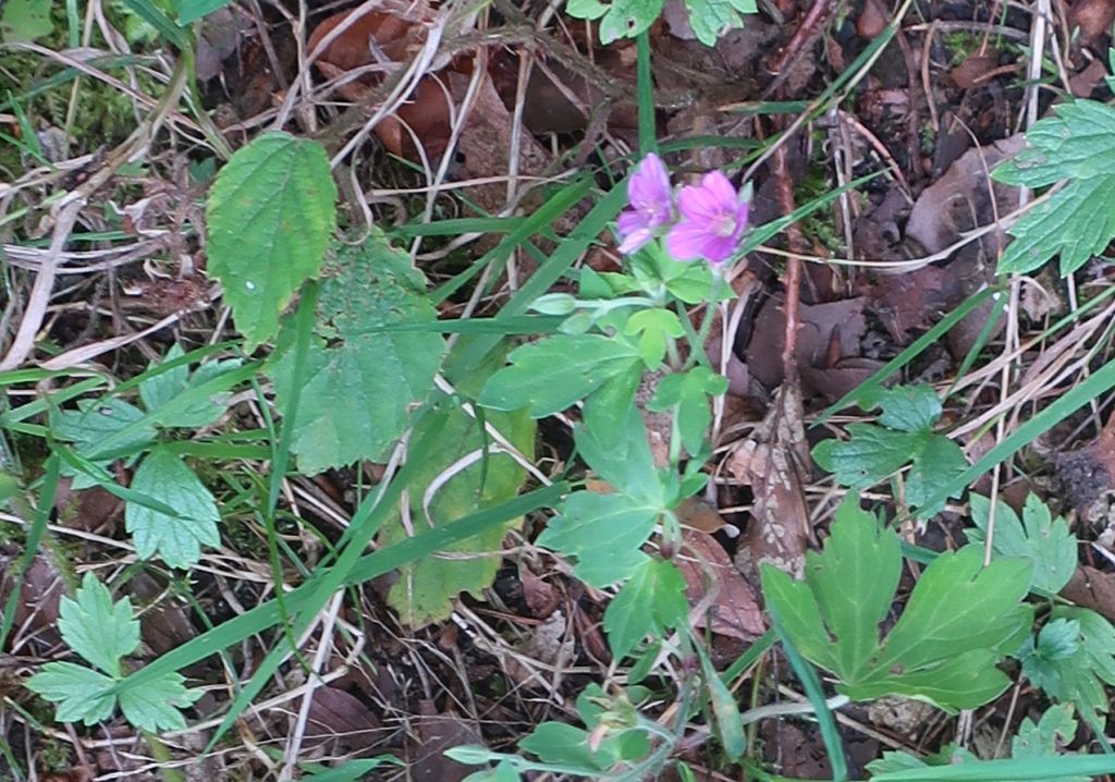 Geranium Ausschnitt 1.jpg