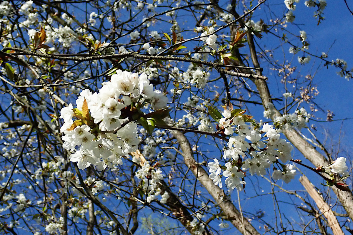 Prunus avium_03-2025.jpg