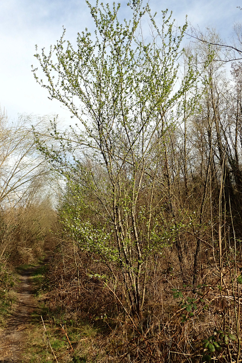 Prunus cerasifera-a_03-2025.jpg