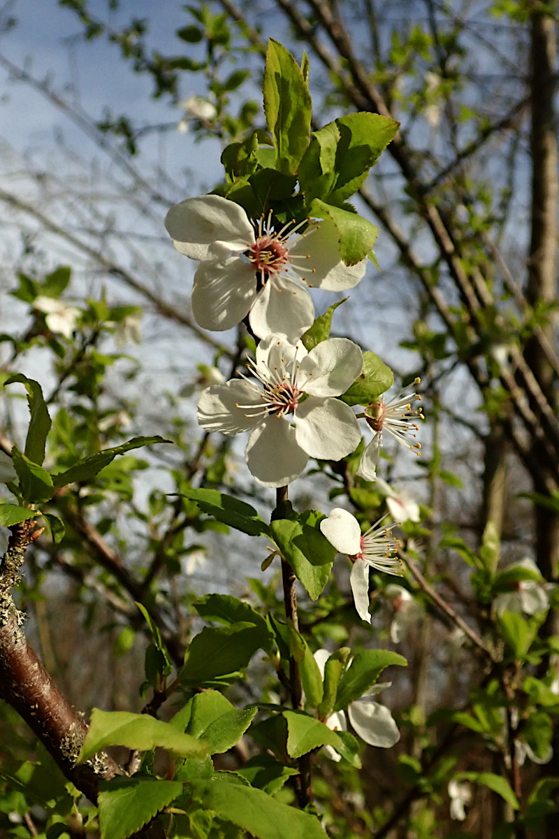 Prunus cerasifera-b_03-2025.jpg