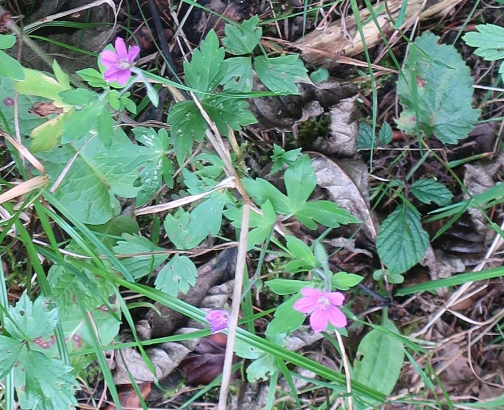 Geranium Ausschnitt 2.jpg