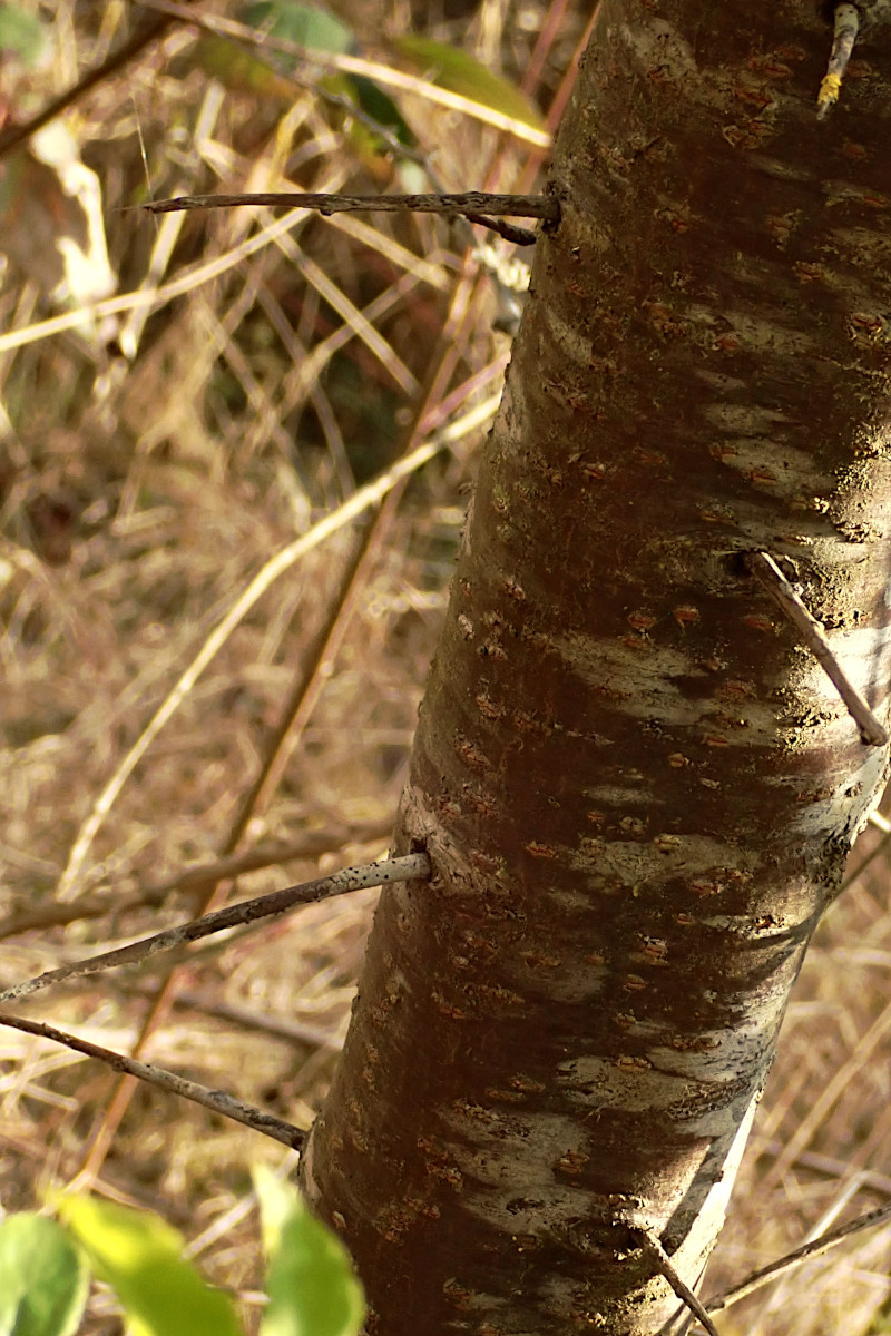 Prunus cerasifera-d_03-2025.jpg