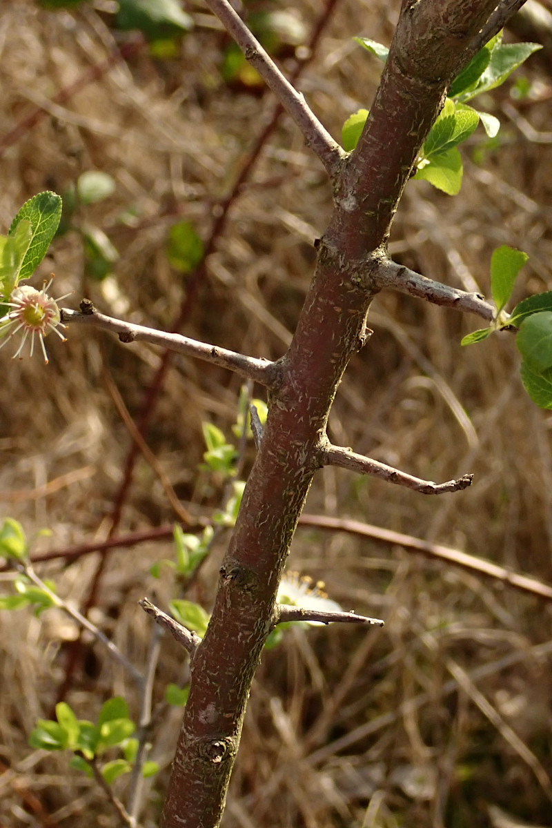 Prunus cerasifera-e_03-2025.jpg