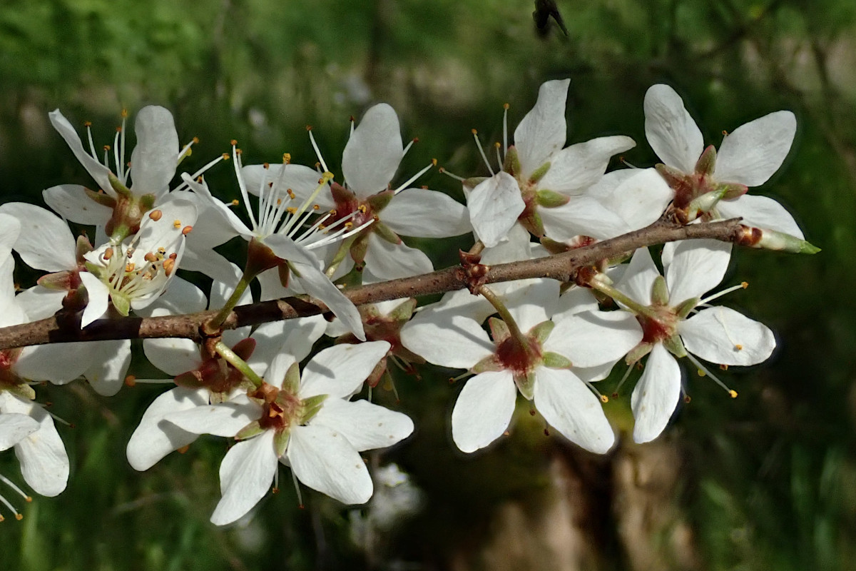 Prunus spinosa- a_03-2025.jpg