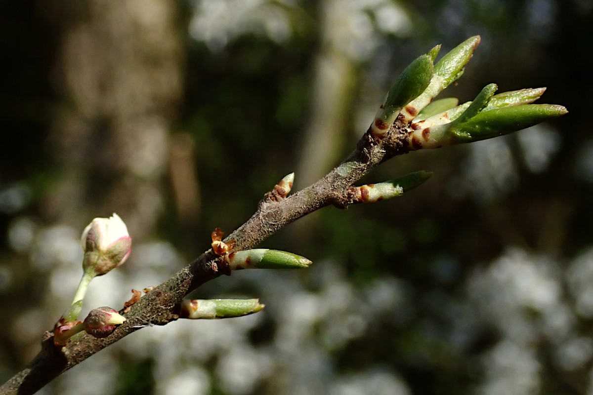Prunus spinosa- b_03-2025.jpg