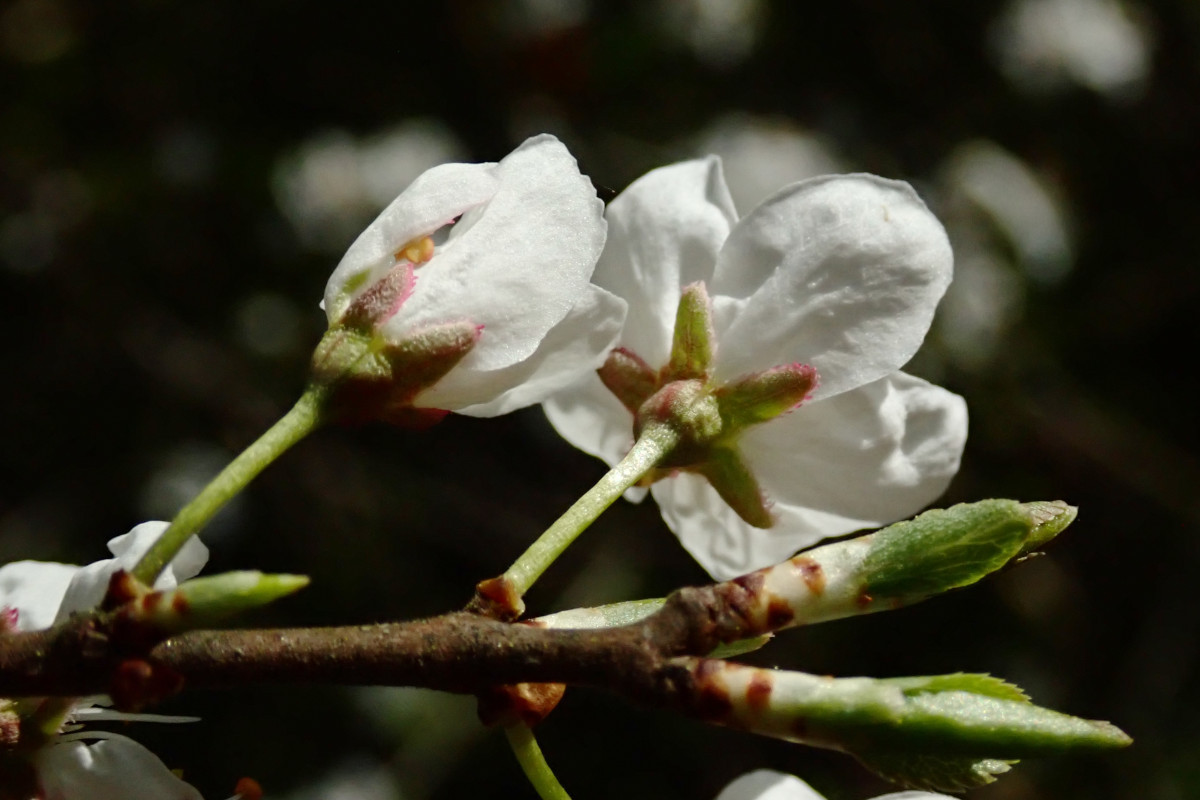 Prunus spinosa- c_03-2025.jpg