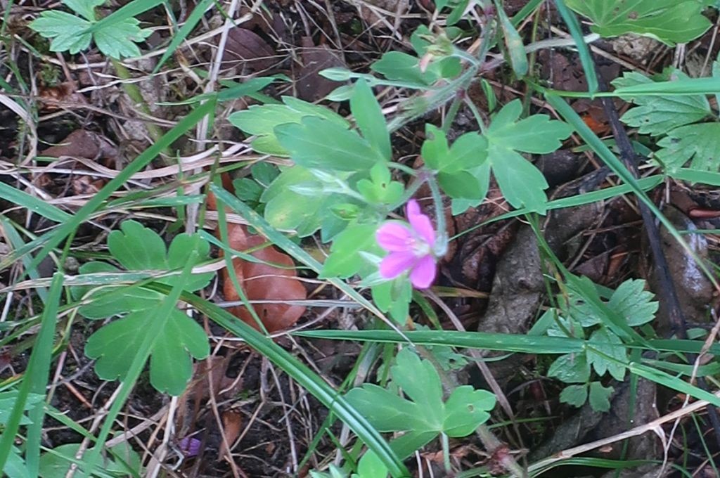 Geranium Ausschnitt 3.jpg