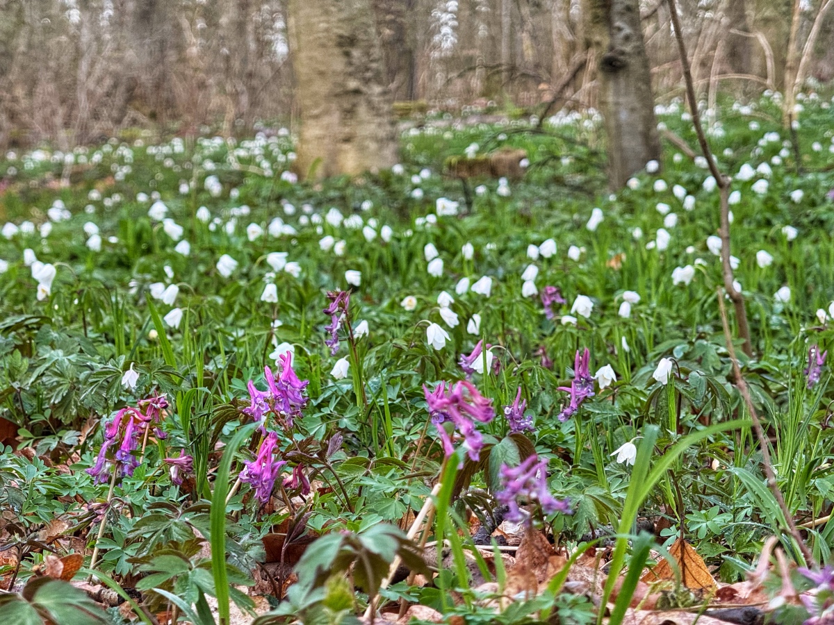 Oft sehe nur so Tuffs an Corydalis solida