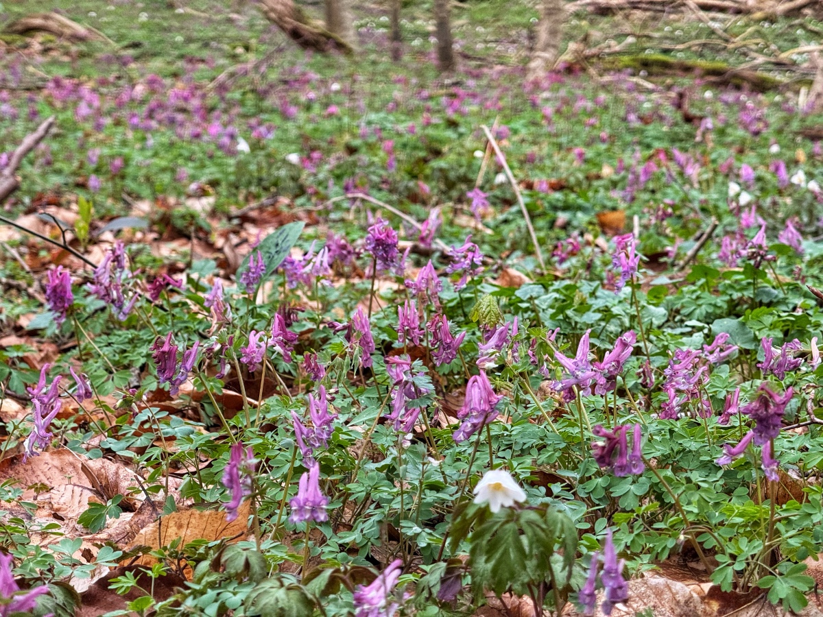 Das war bisher der größte zusammenhängende Bestand von Corydalis Solida den ich finden konnte, richtig mono dominant waren diese aber nie