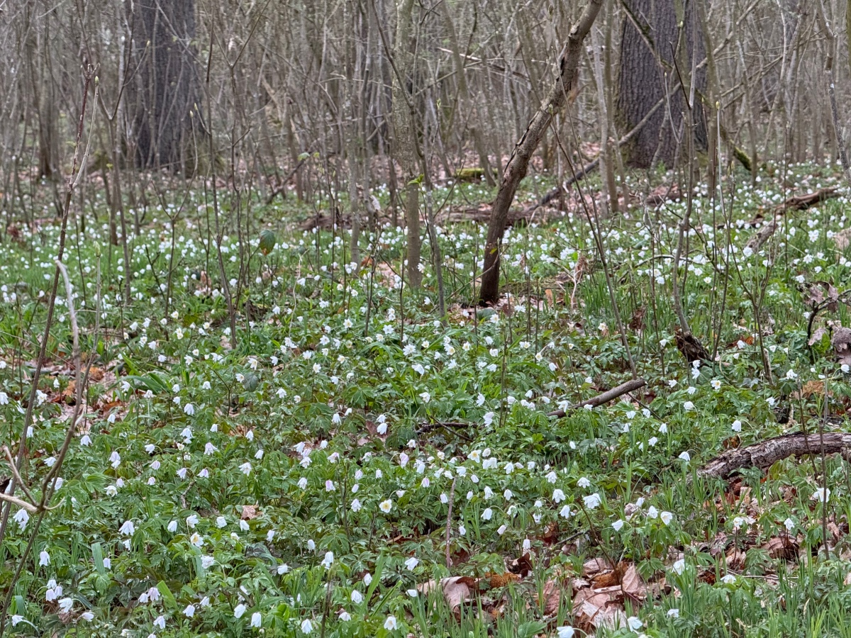 Anemone Nemorosa