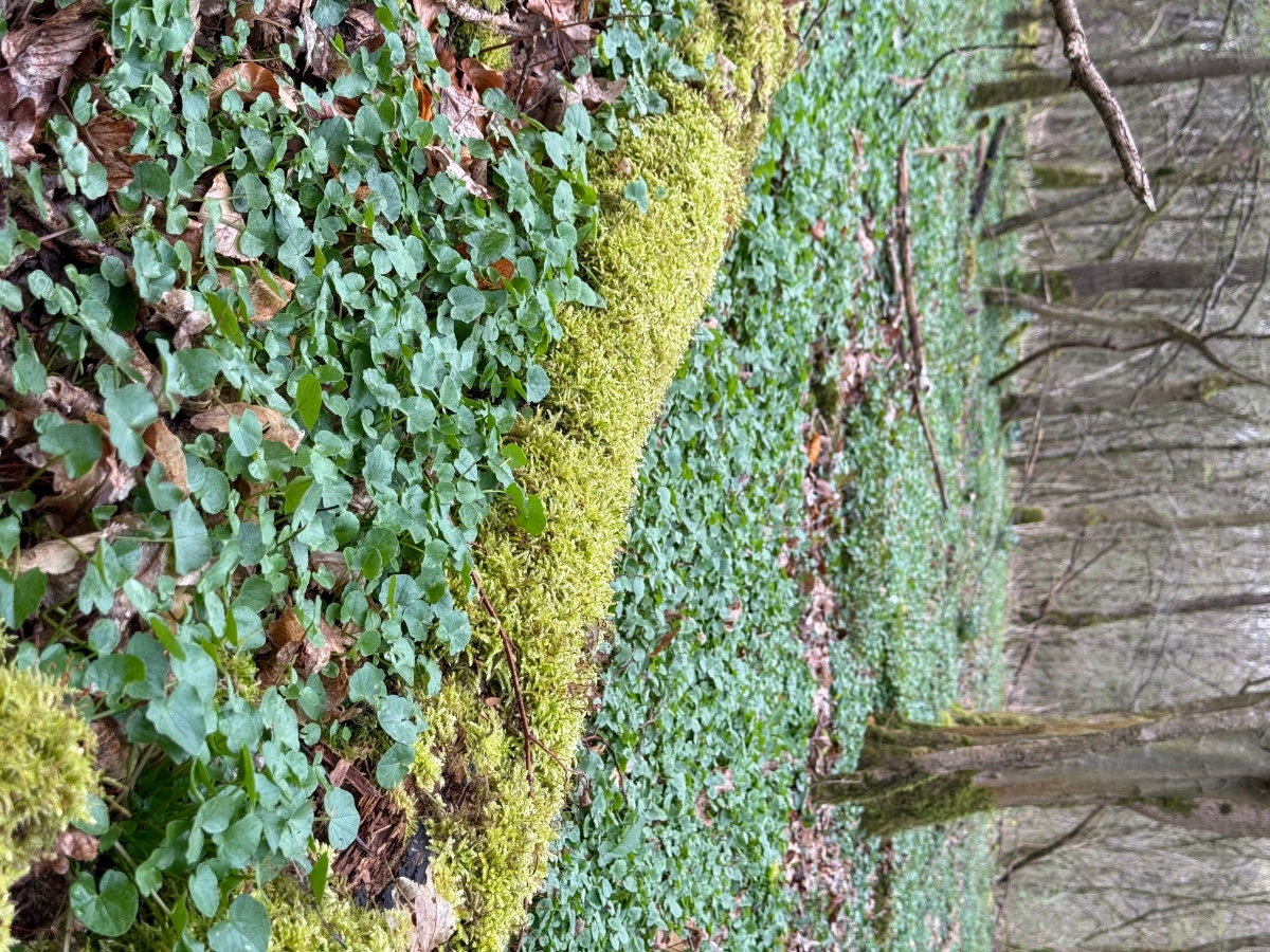 Scharbockskraut Ficaria Verna