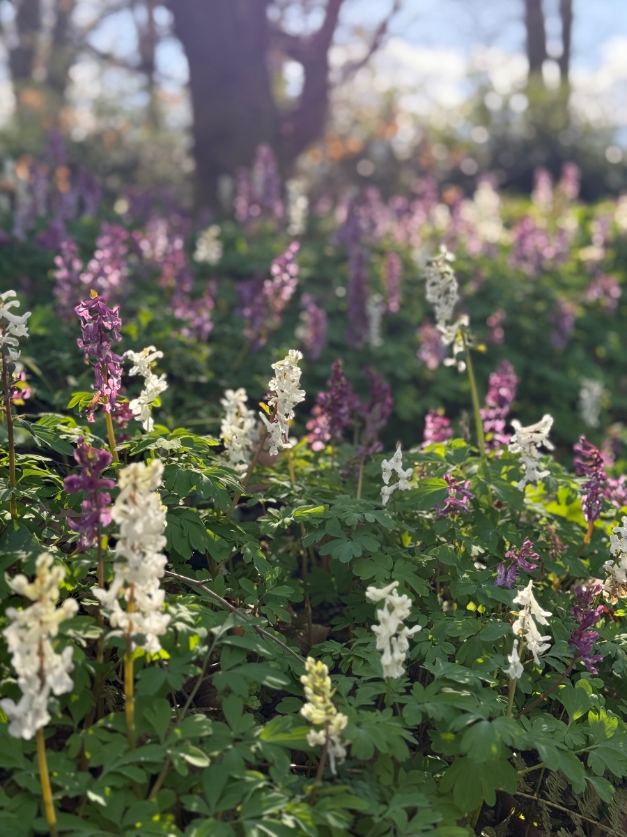 Corydalis Cava