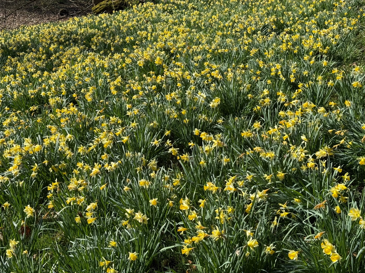 Narcissus
