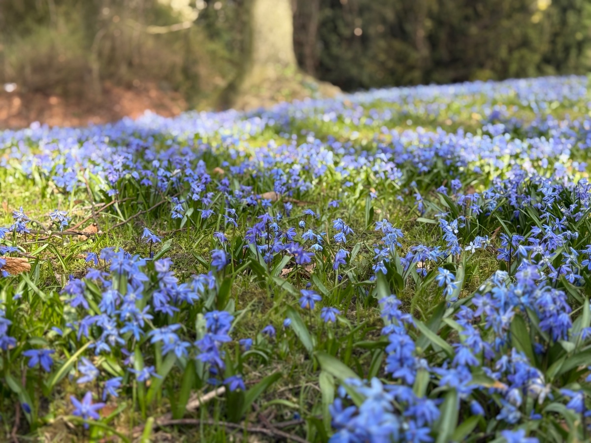 Scilla Siberica