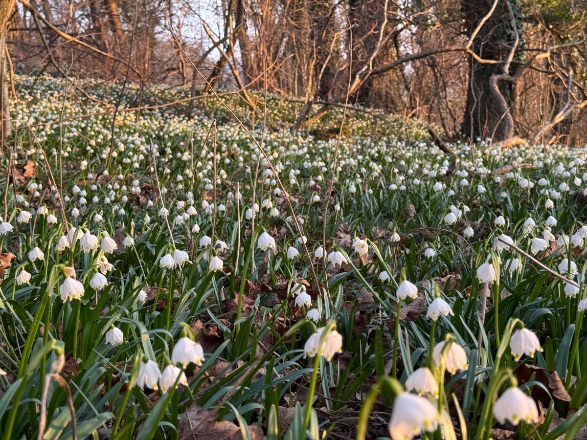 Leucojum