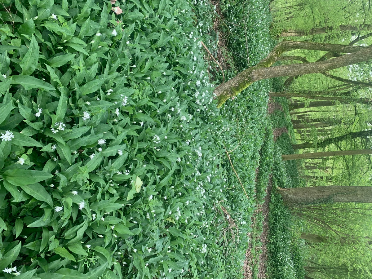 Allium ursinum