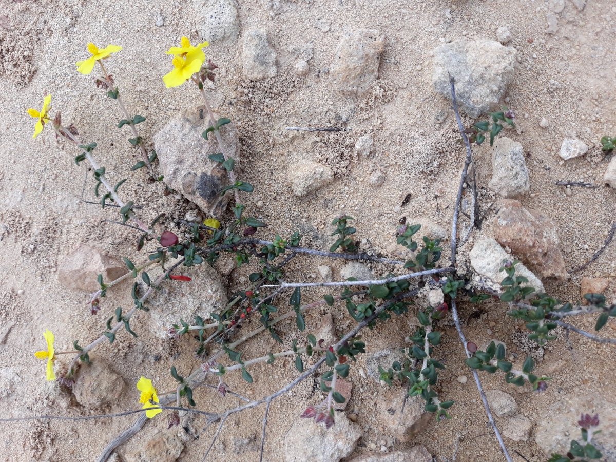20200215_152508  Helianthemum    x Kopie  Übersicht keine Sh  x.jpg
