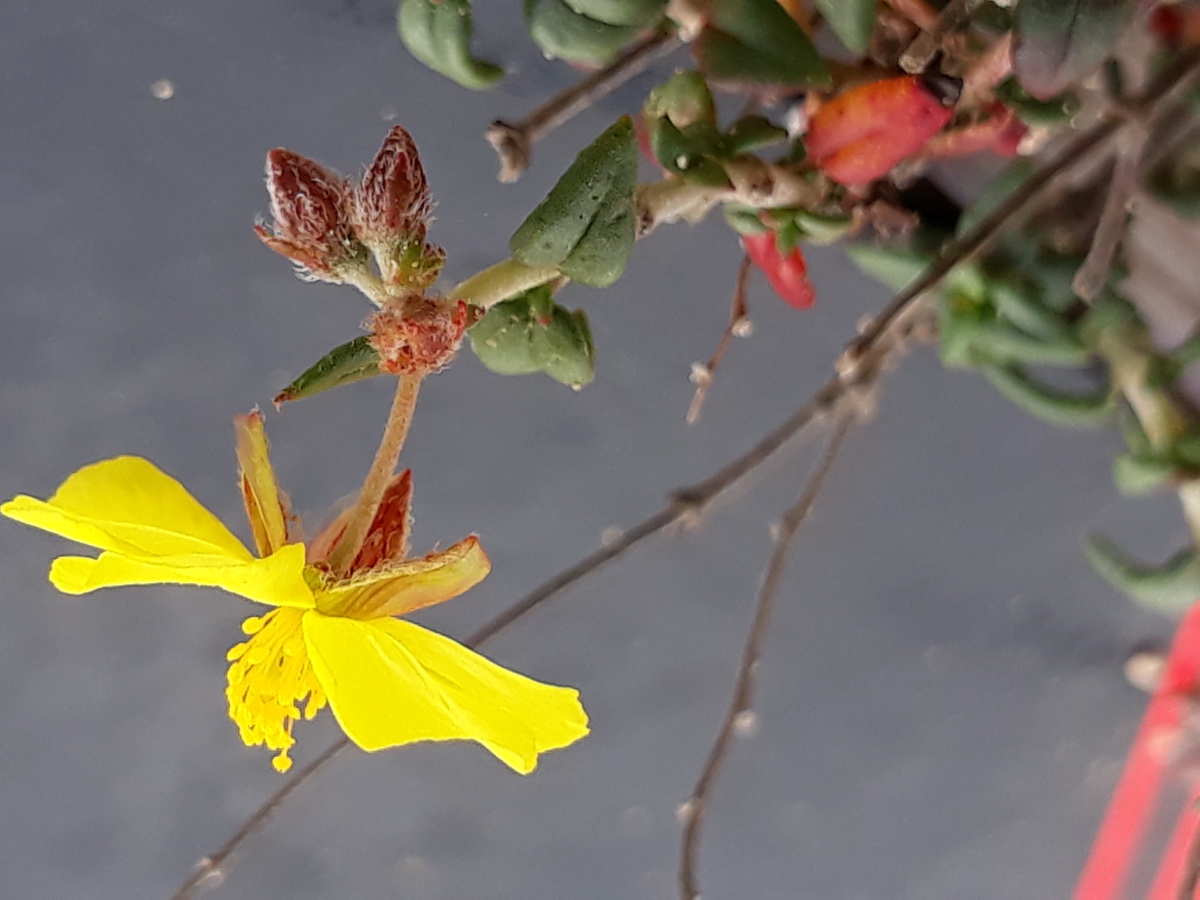 20200215_152259  Helianthemum    Kopie  keine Sh.jpg
