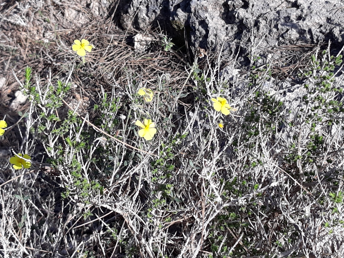 20200305_162246.jpg   Helianthemum Üb..jpg