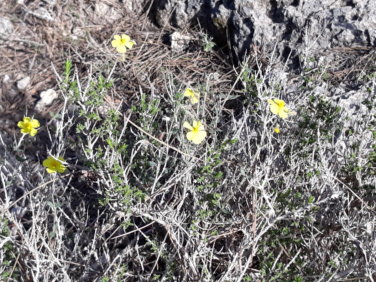 20200305_162251.jpg  Helianthemum  x  Kopie.jpg
