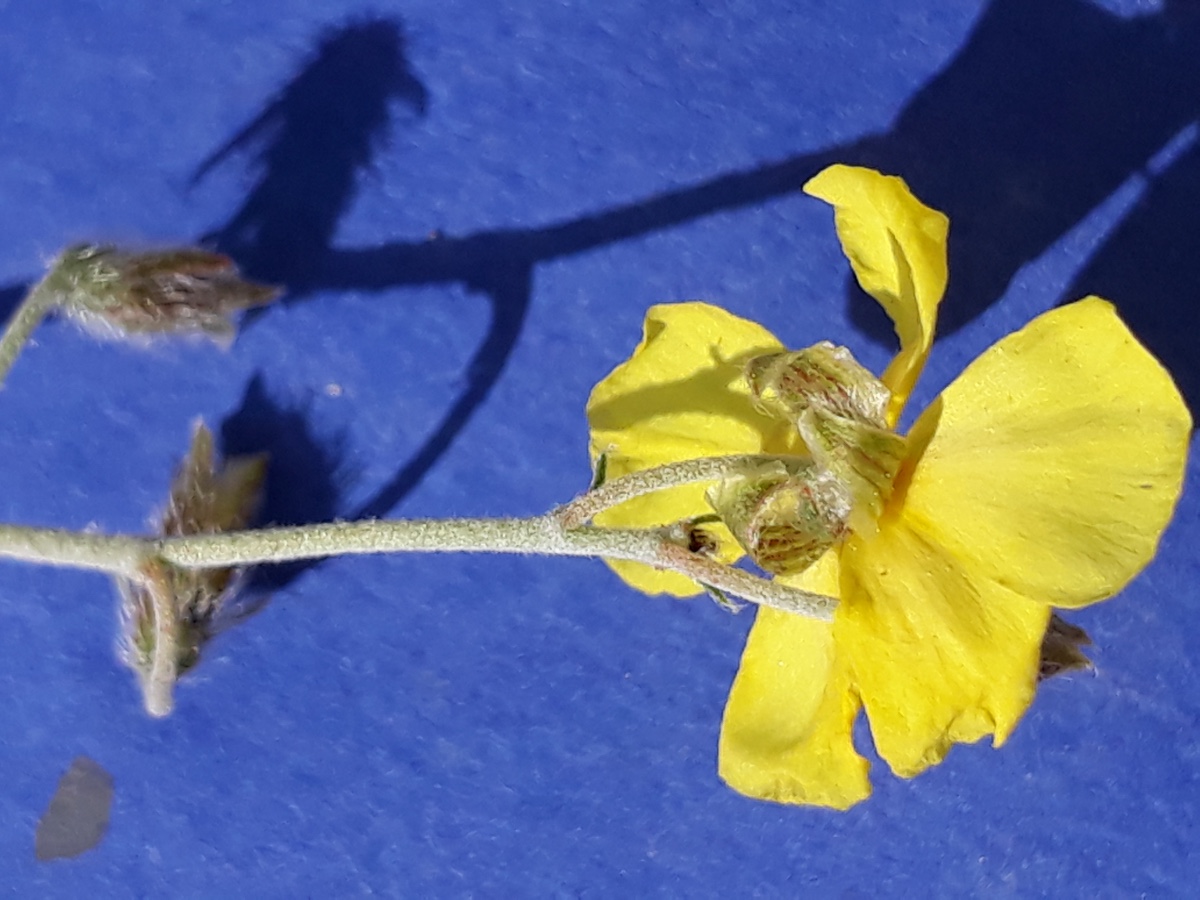 20200305_153336.jpg  Helianthemm  Blüte  US   GUT xxxx  x Kopie.jpg