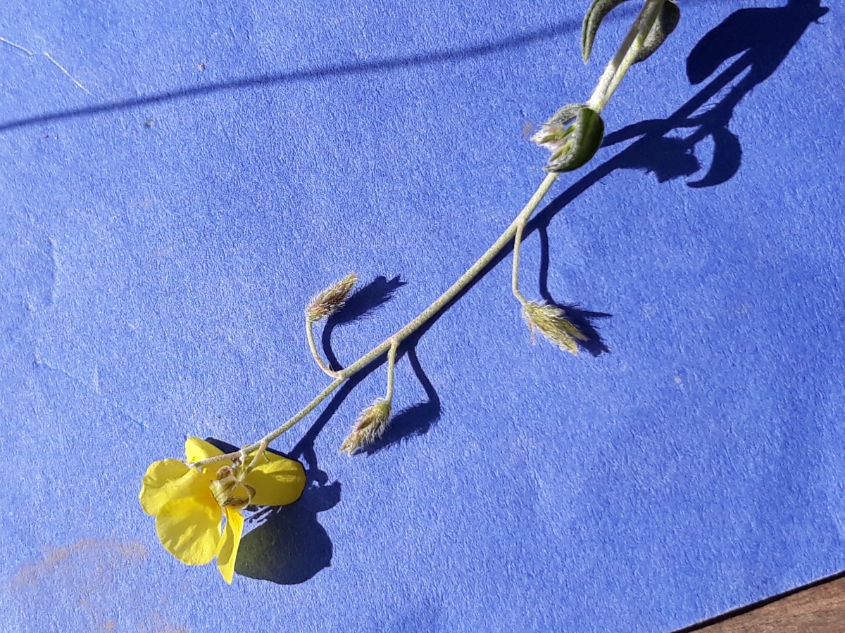 20200305_151919.jpg   x Kopie.jpg