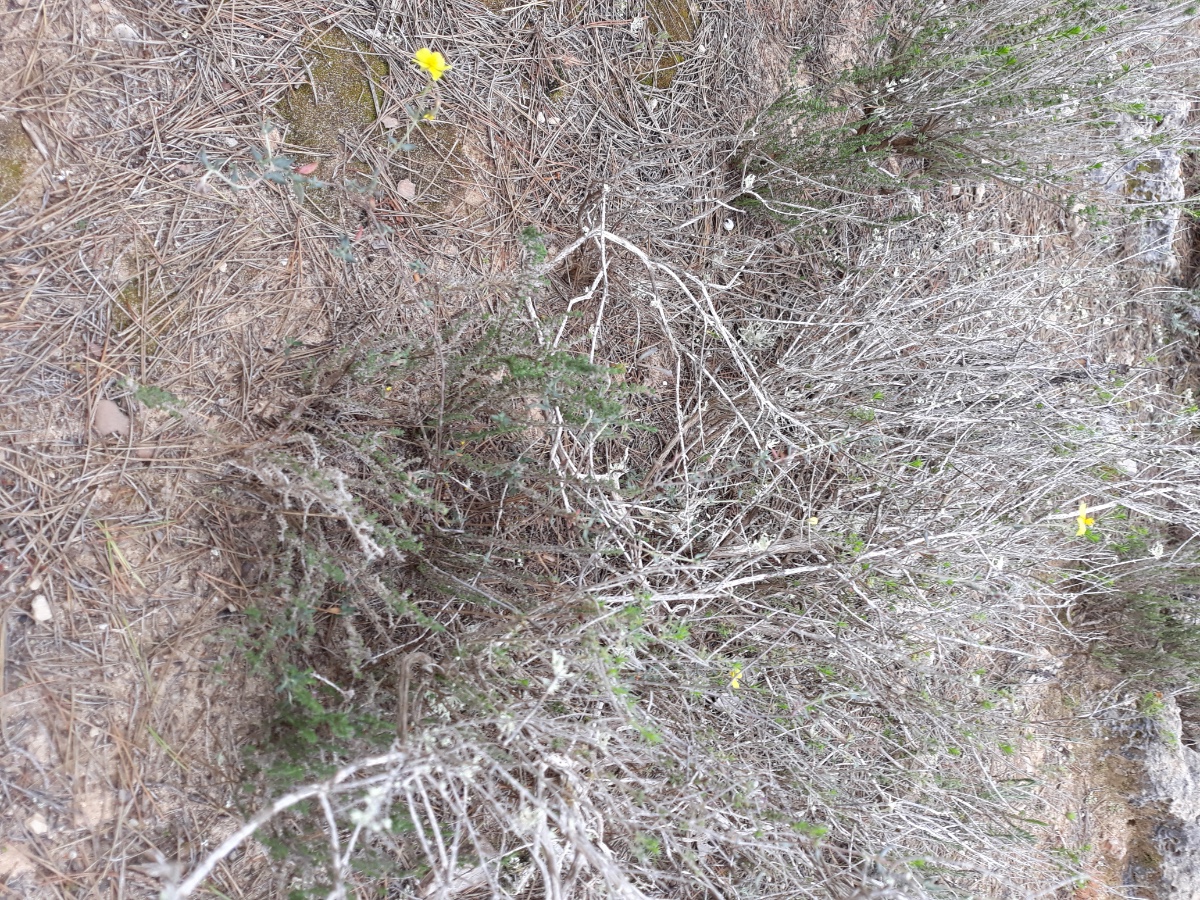 20200320_104409.jpg   Helianthemum Üb  x.jpg