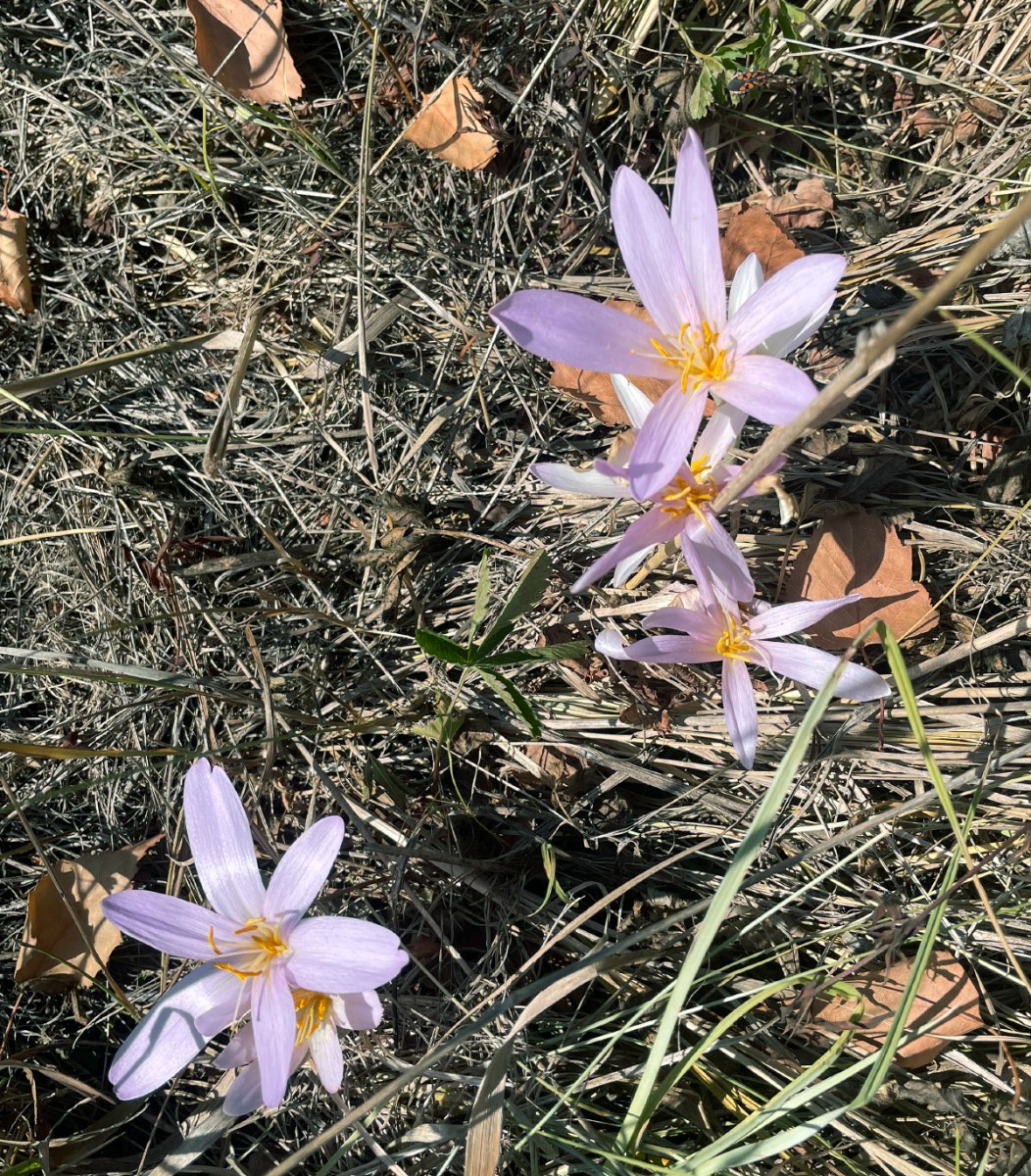 Colchicum autumnale NSG Brückenkopf Aug 2022 2.jpg