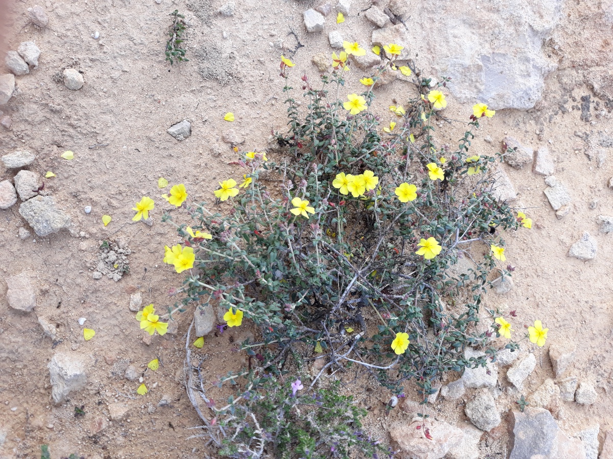 20200212_153617.jpg   Helianthemum Übersicht Kopie  x.jpg
