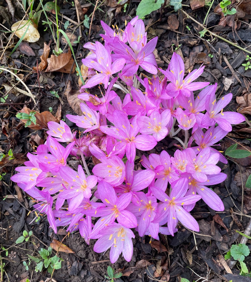 Colchicum cilicicum GartenWe 22 2.jpg