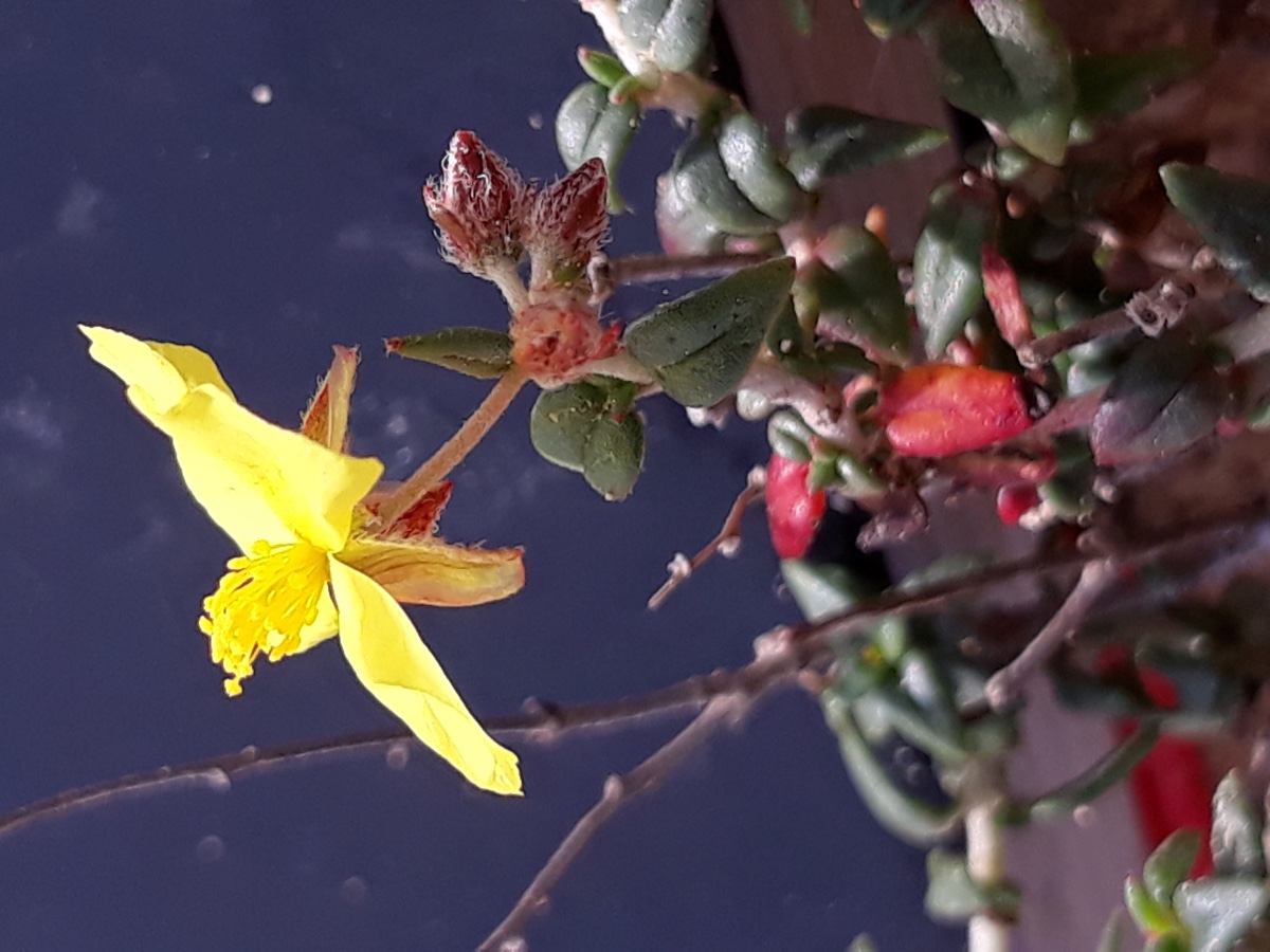 20200215_152233 Helianthemum am See Bläätt    x   keine Haare.jpg