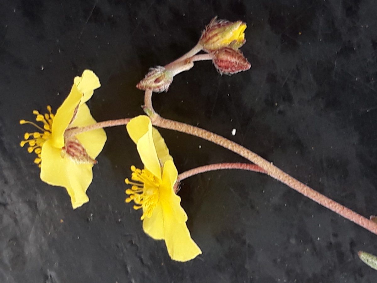 20200215_153419.jpg Blüte seitl. x Kopie.jpg