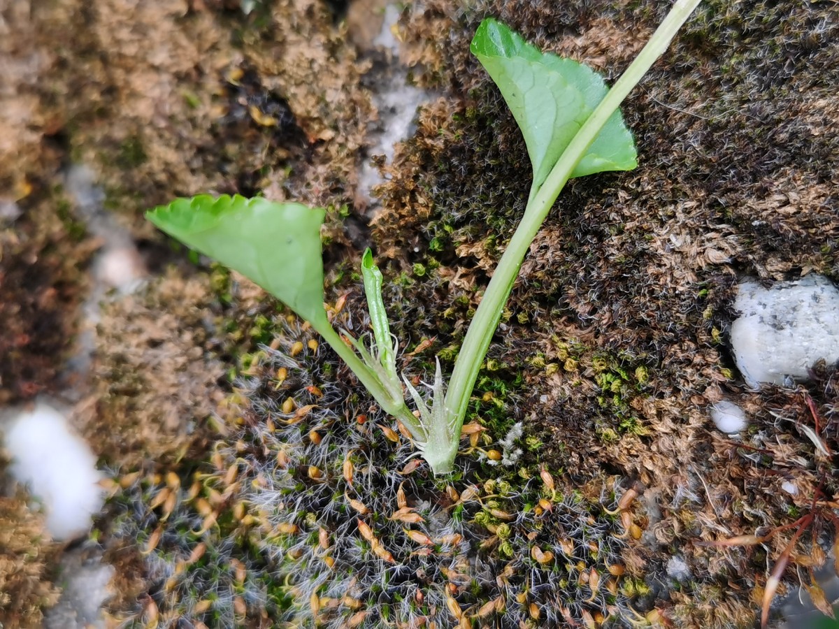 堇菜属 (8).jpg
