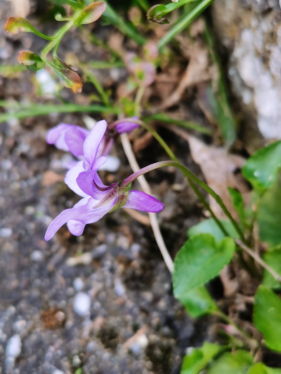 堇菜属 (4).jpg