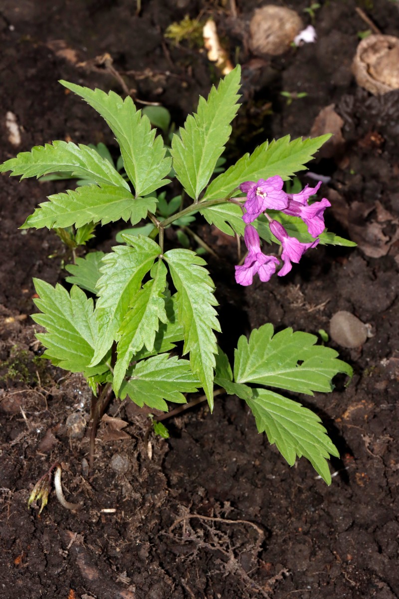 Cardamine glanduligera GartenWe25 A01.jpg