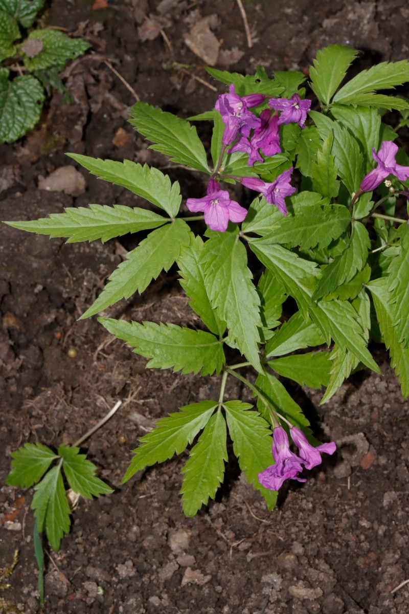 Cardamine glanduligera GartenWe25 A07.jpg