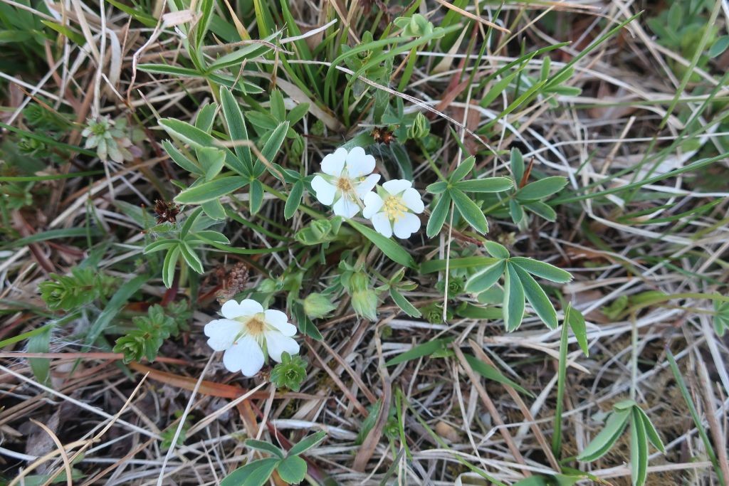2025-04-06_Potentilla alba 2_Kleinaitingen.jpg