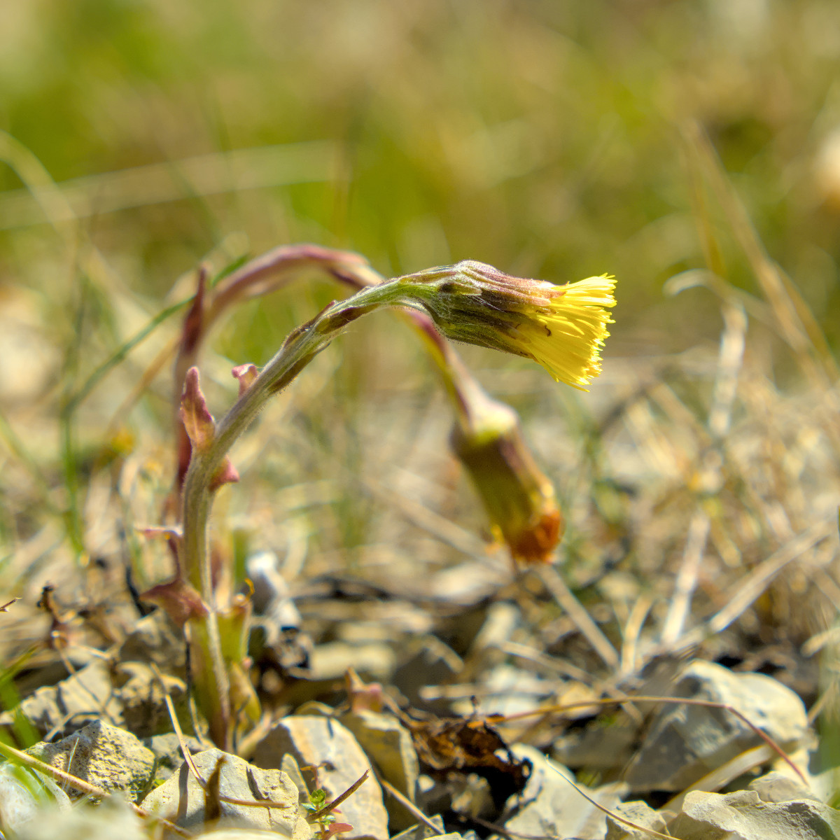 Tussilago farfara