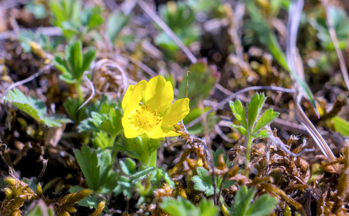 Potentilla verna