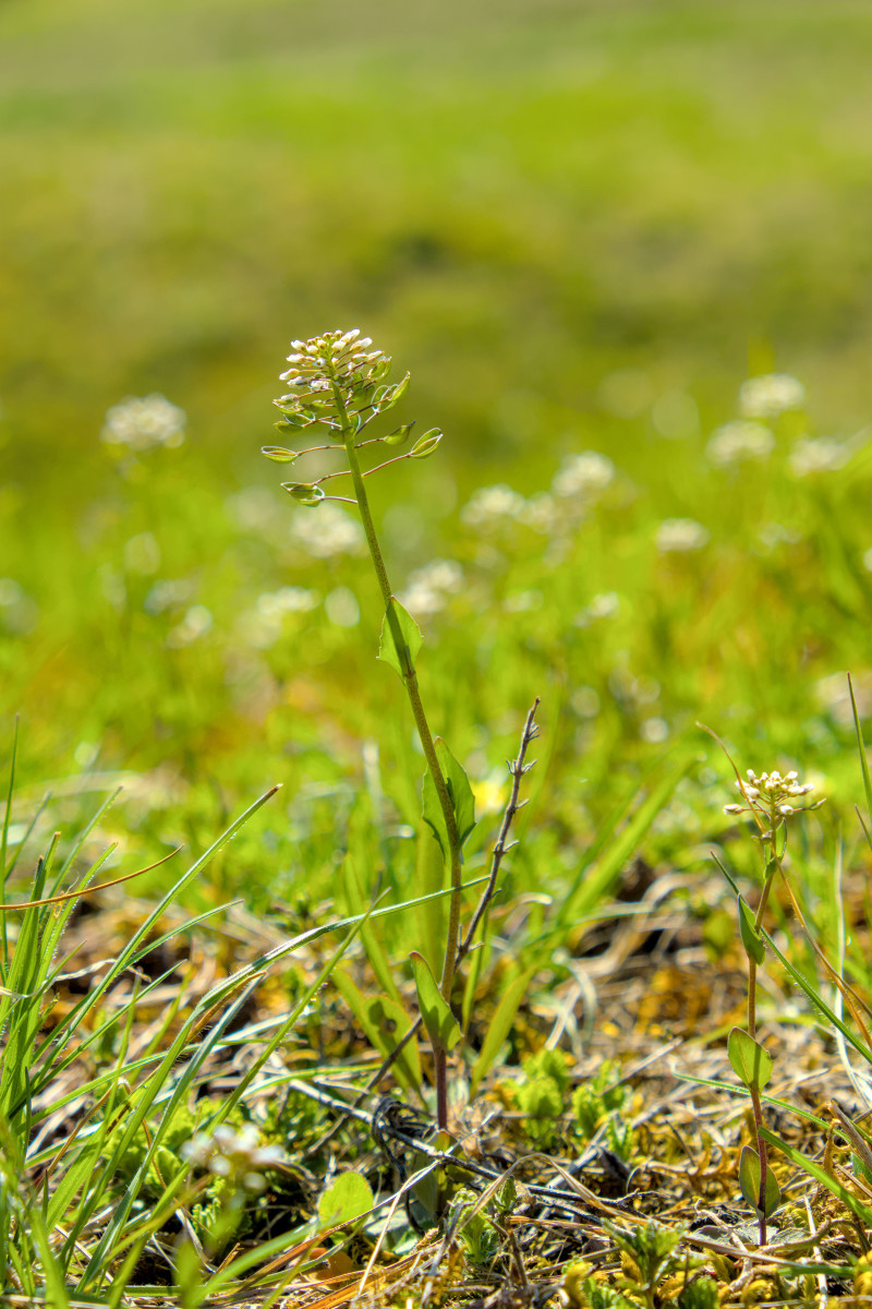 Microthlaspi perfoliatum
