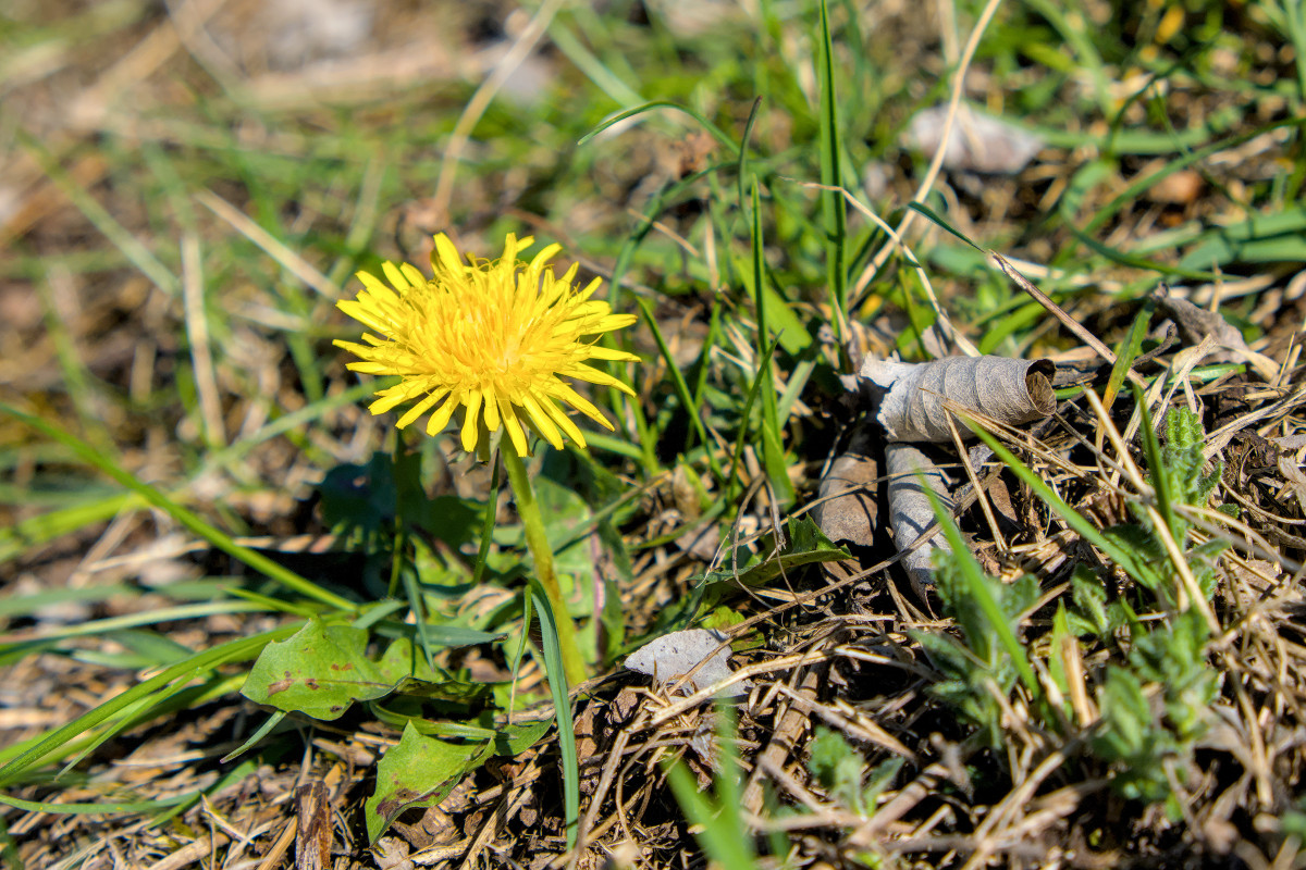 Taraxacum sect. Taraxacum