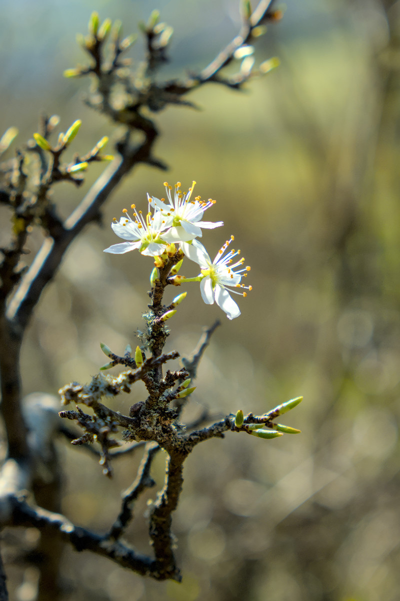 Prunus spinosa