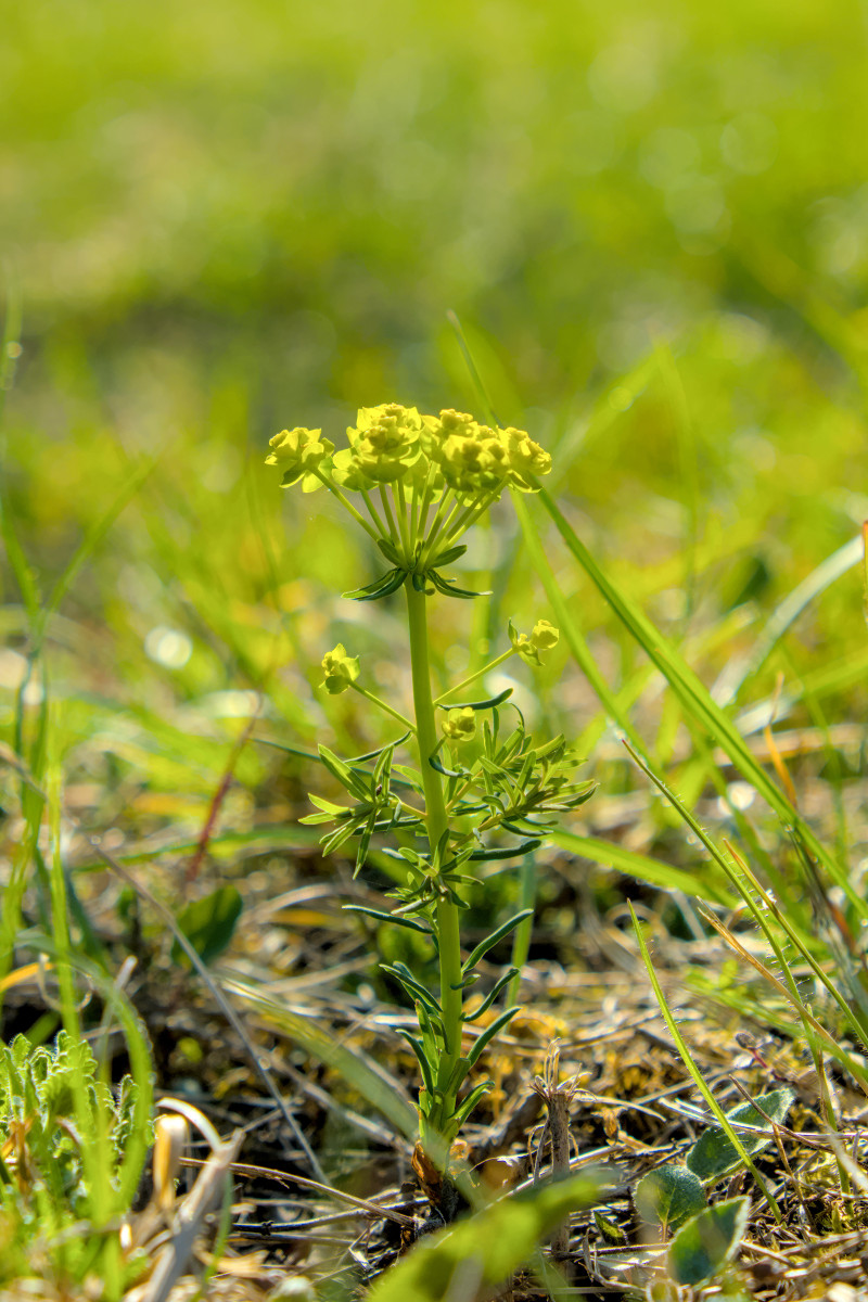 Euphorbia cyparissias