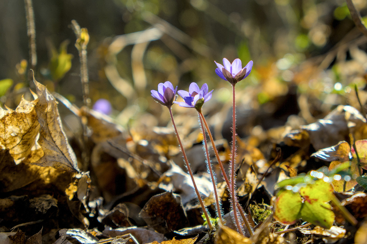Hepatica nobilis